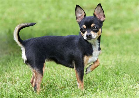 tipos de cães chihuahuas.